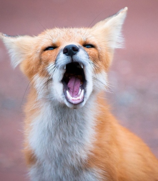 Yawning Fox - Obrázkek zdarma pro 320x480