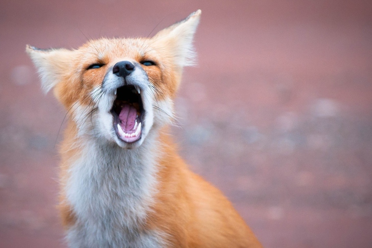 Yawning Fox wallpaper