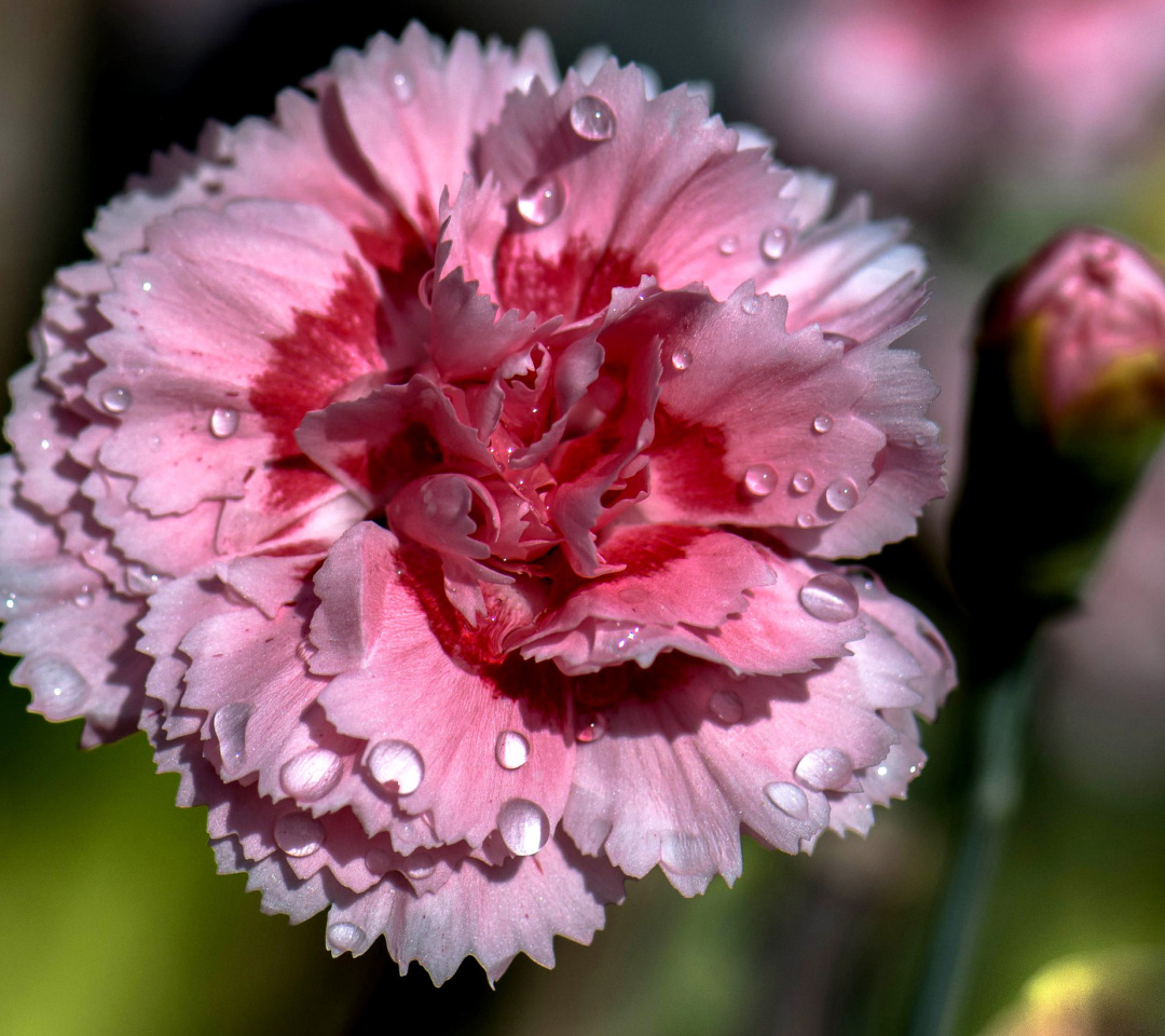 Das Carnation Flowers Wallpaper 1080x960