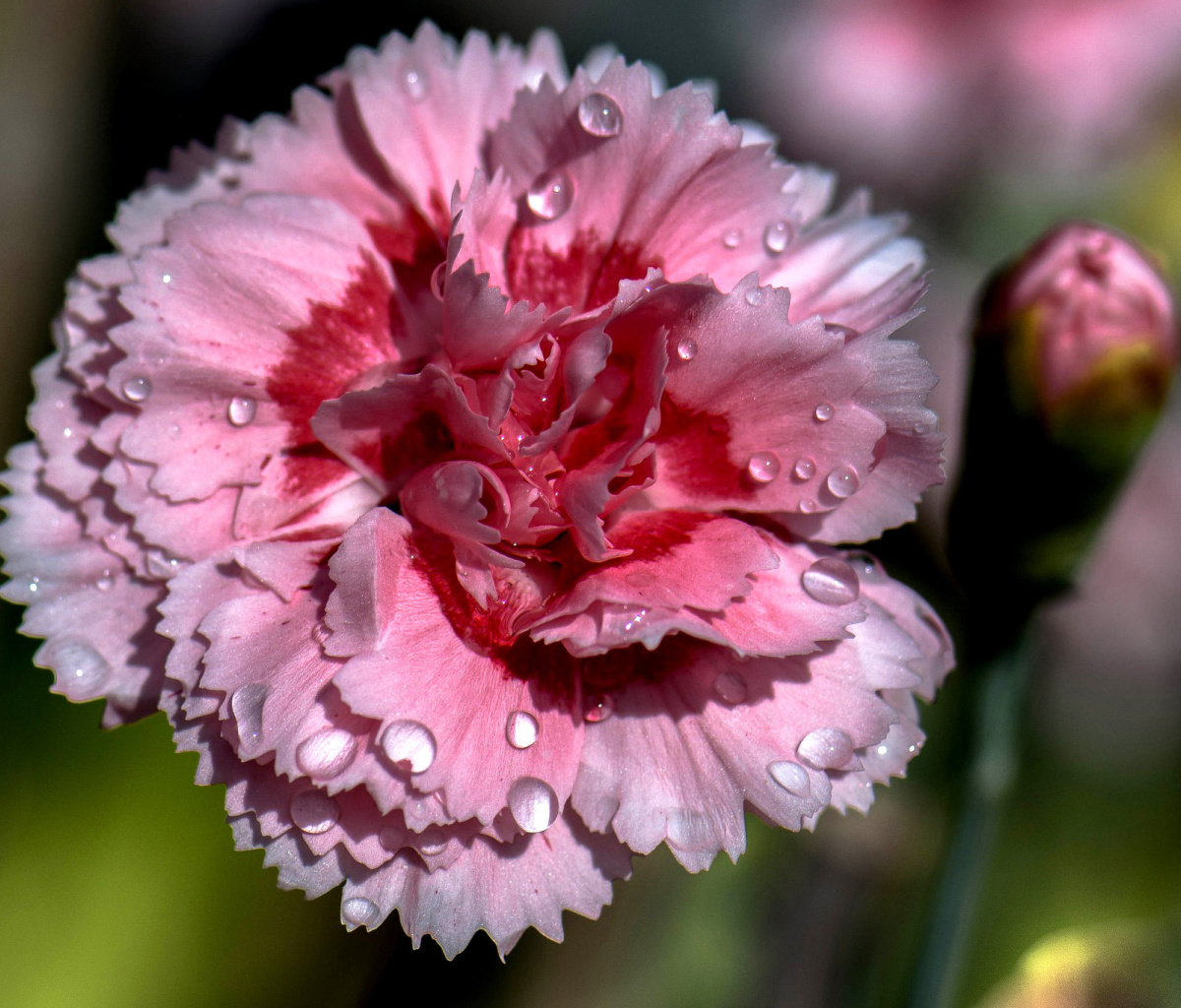 Fondo de pantalla Carnation Flowers 1200x1024