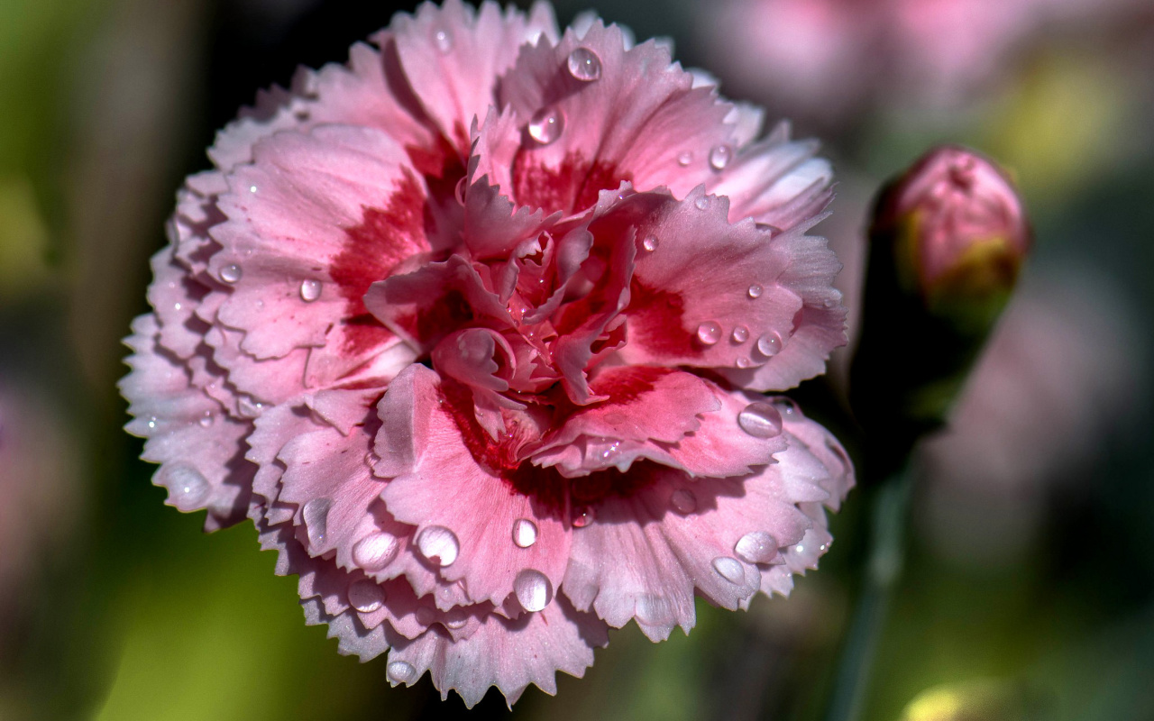 Screenshot №1 pro téma Carnation Flowers 1280x800