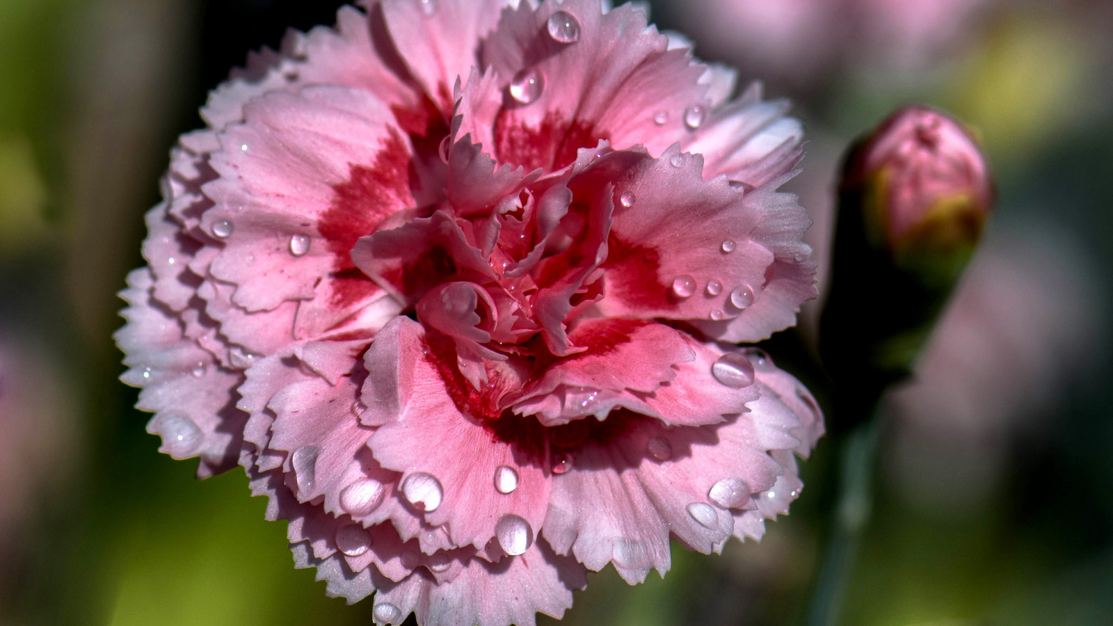 Carnation Flowers screenshot #1 1600x900