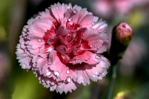 Fondo de pantalla Carnation Flowers 480x320