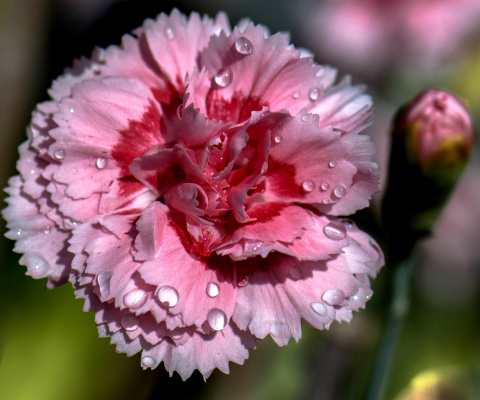 Screenshot №1 pro téma Carnation Flowers 480x400