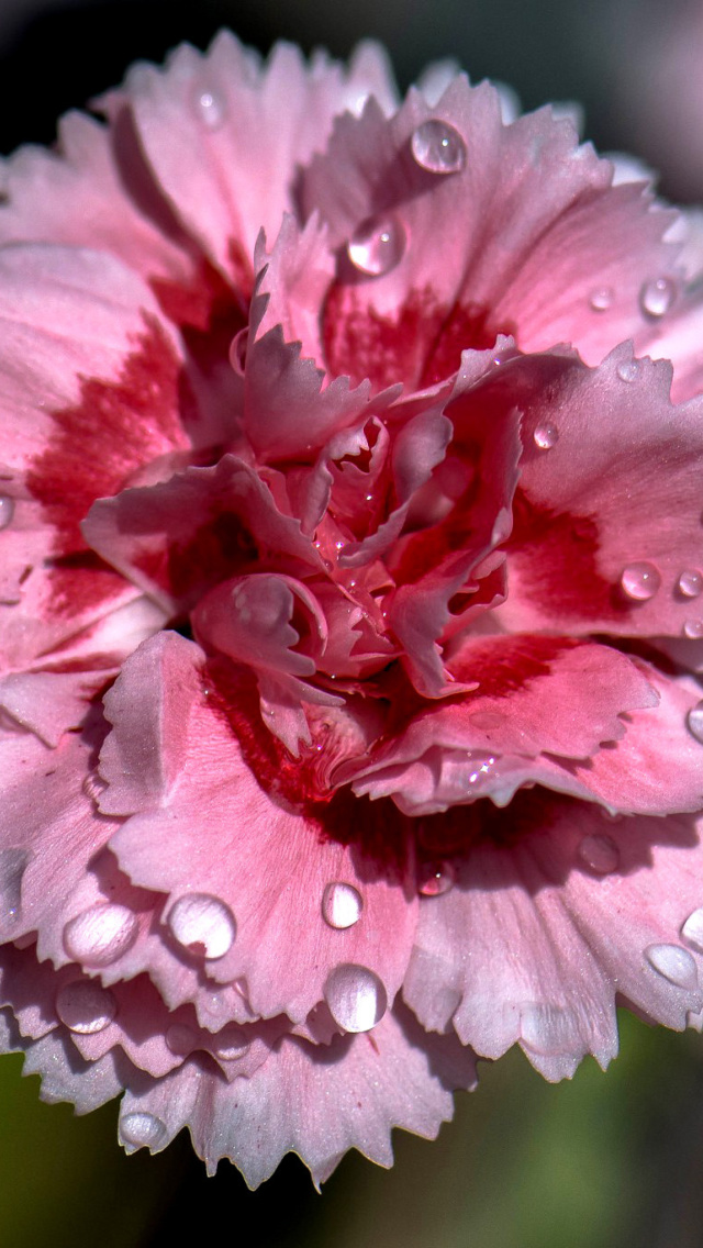 Carnation Flowers wallpaper 640x1136