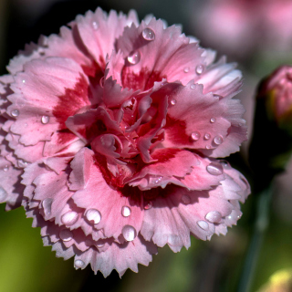 Carnation Flowers sfondi gratuiti per iPad 3