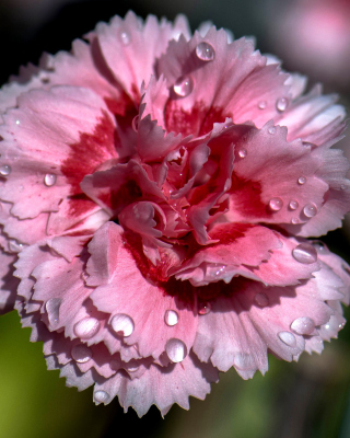 Carnation Flowers sfondi gratuiti per Nokia Lumia 925