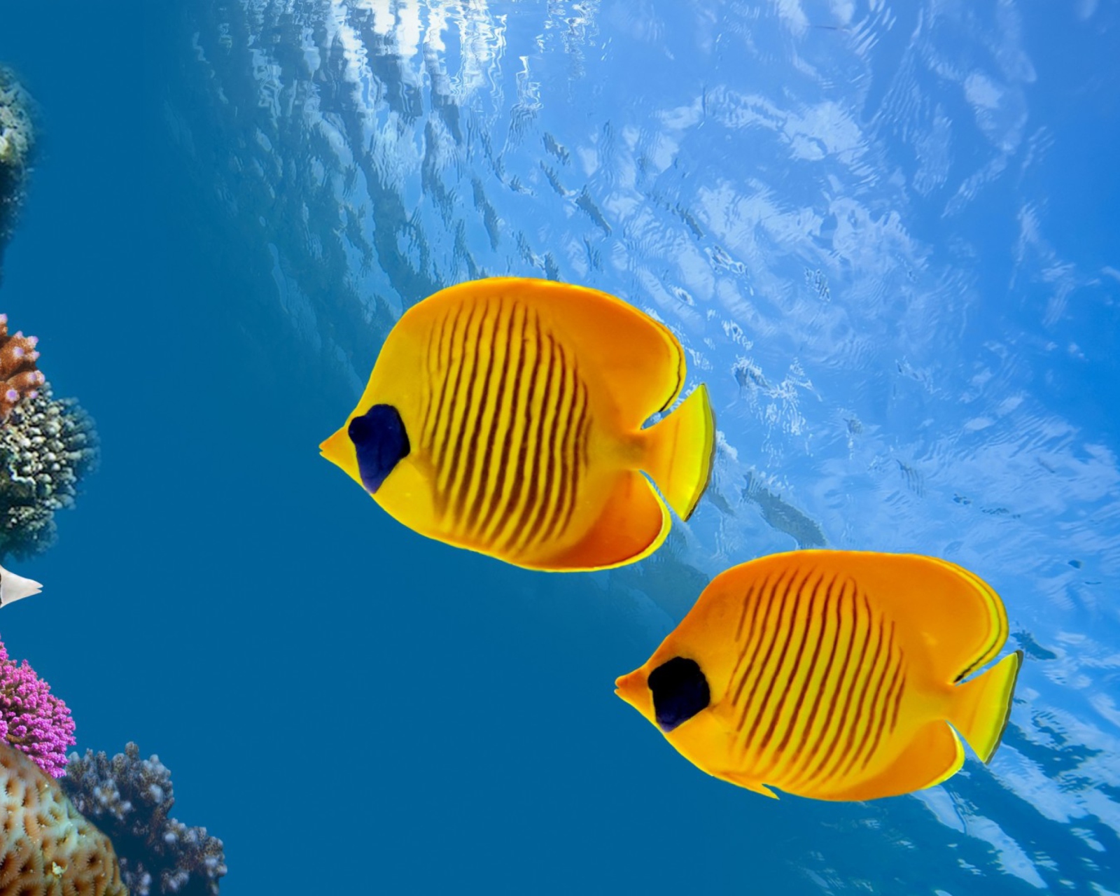 Fondo de pantalla Tropical Golden Fish 1600x1280