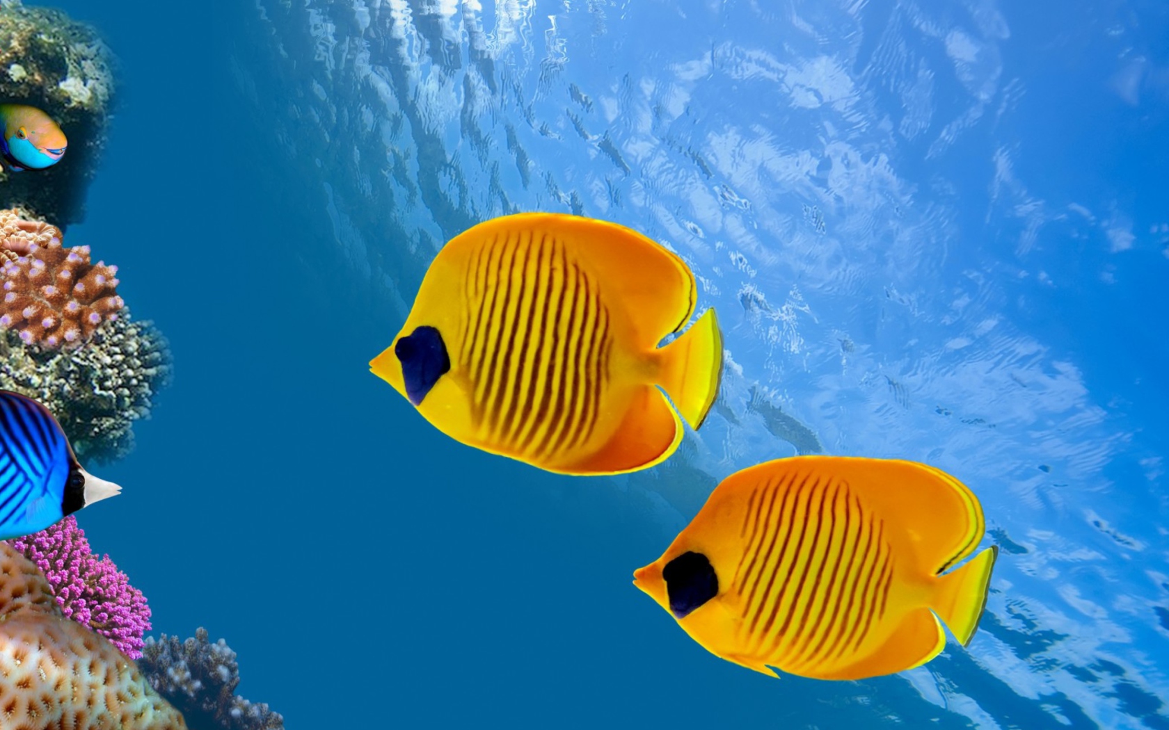 Screenshot №1 pro téma Tropical Golden Fish 1680x1050