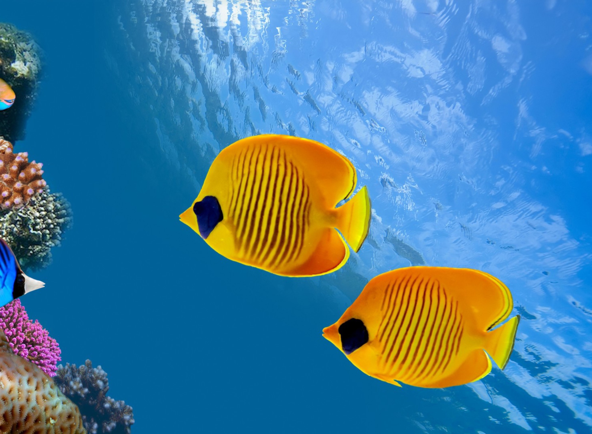 Screenshot №1 pro téma Tropical Golden Fish 1920x1408