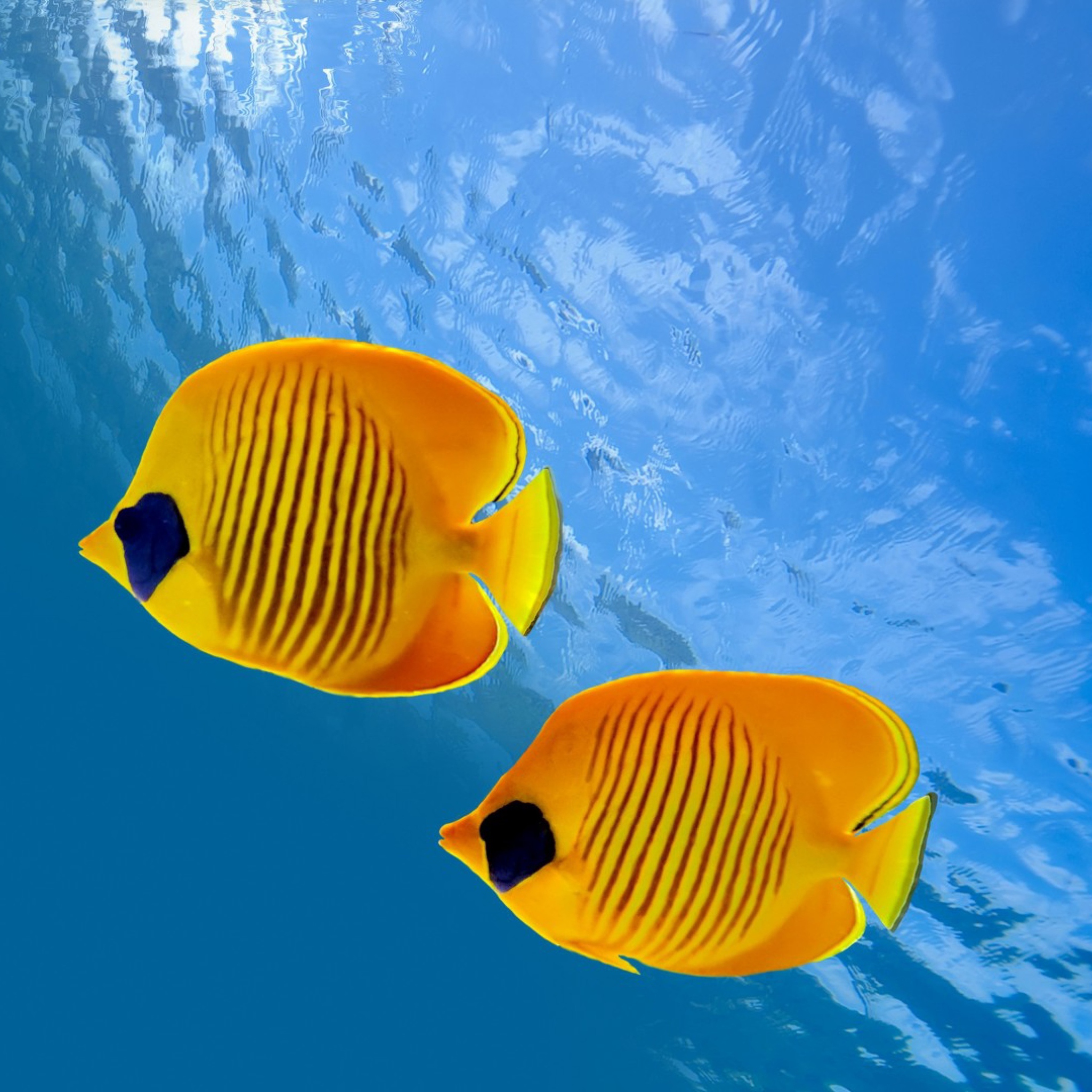 Fondo de pantalla Tropical Golden Fish 2048x2048