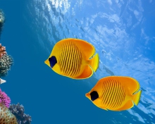 Fondo de pantalla Tropical Golden Fish 220x176