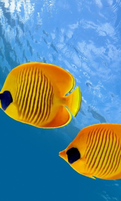 Обои Tropical Golden Fish 240x400