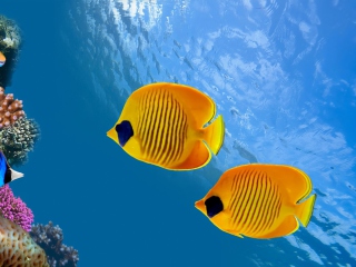 Обои Tropical Golden Fish 320x240