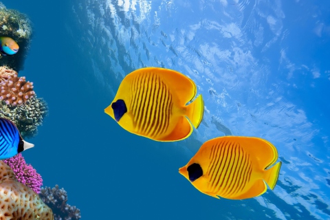 Обои Tropical Golden Fish 480x320