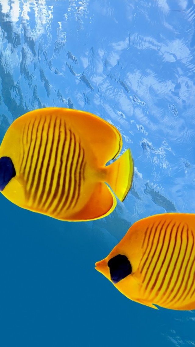 Обои Tropical Golden Fish 640x1136