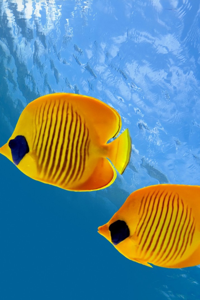 Fondo de pantalla Tropical Golden Fish 640x960