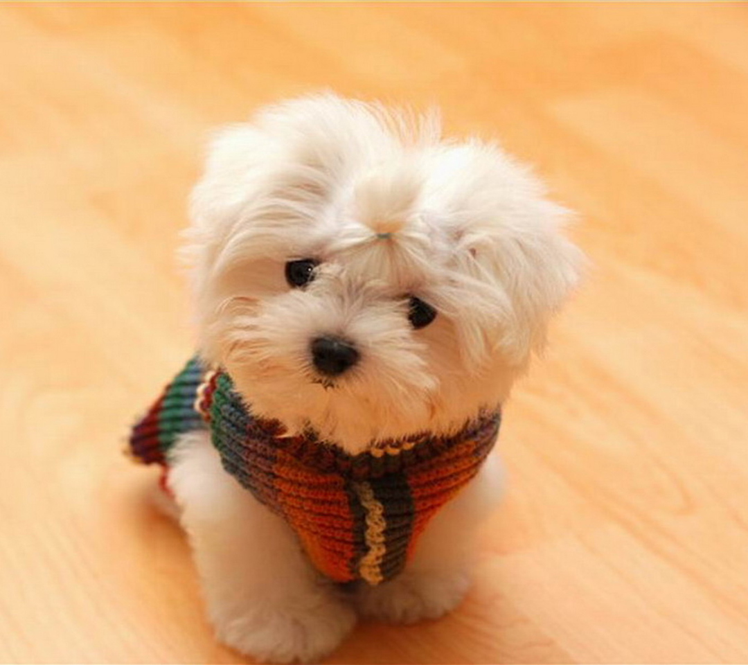 Обои Cute Little White Puppy 1080x960