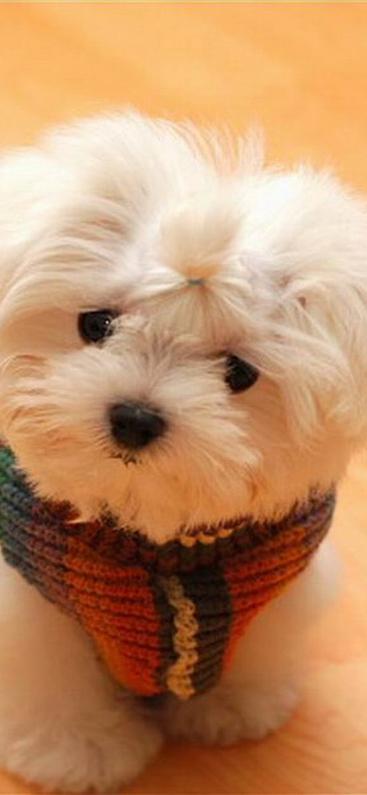 Fondo de pantalla Cute Little White Puppy 1170x2532