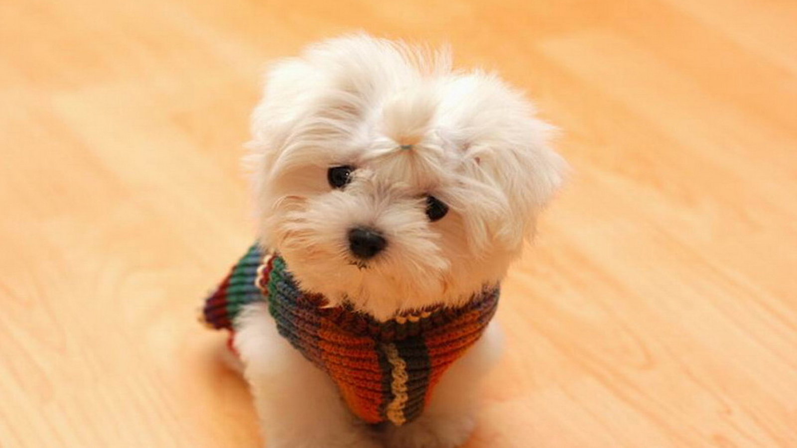 Cute Little White Puppy screenshot #1 1600x900
