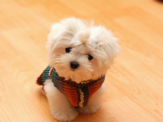 Cute Little White Puppy screenshot #1 320x240