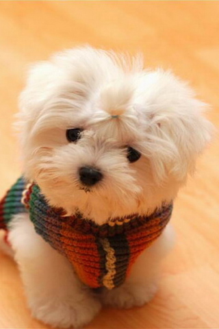 Cute Little White Puppy screenshot #1 320x480