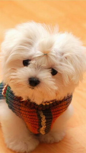 Cute Little White Puppy screenshot #1 360x640