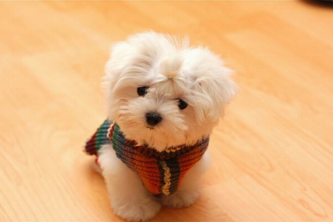 Fondo de pantalla Cute Little White Puppy 480x320