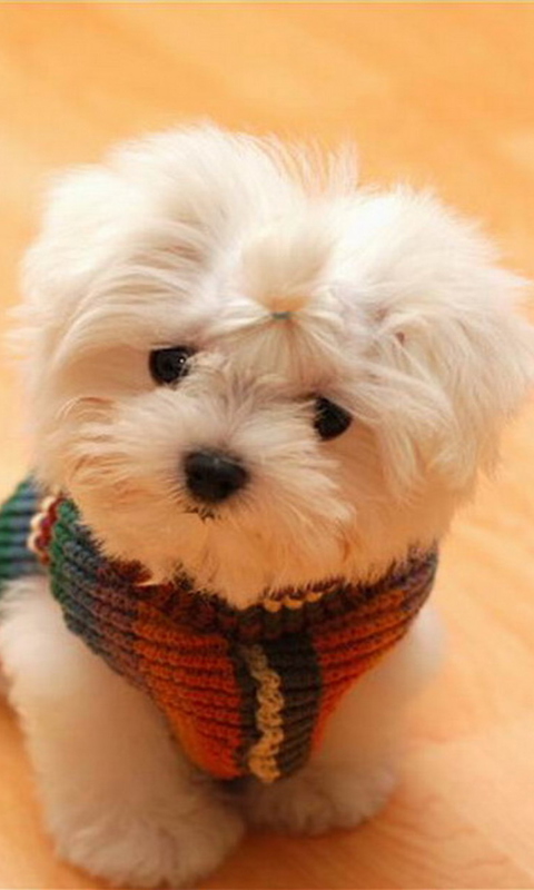 Cute Little White Puppy screenshot #1 480x800