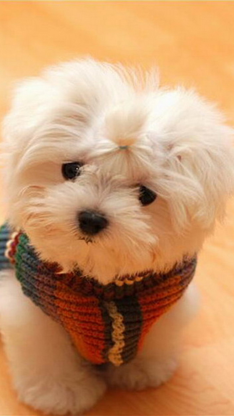 Fondo de pantalla Cute Little White Puppy 750x1334