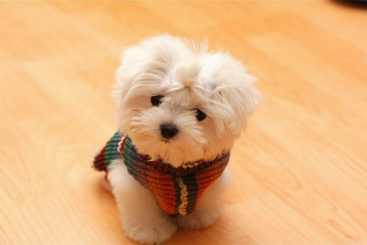 Das Cute Little White Puppy Wallpaper