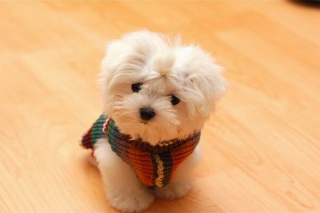 Cute Little White Puppy sfondi gratuiti per Nokia Asha 210