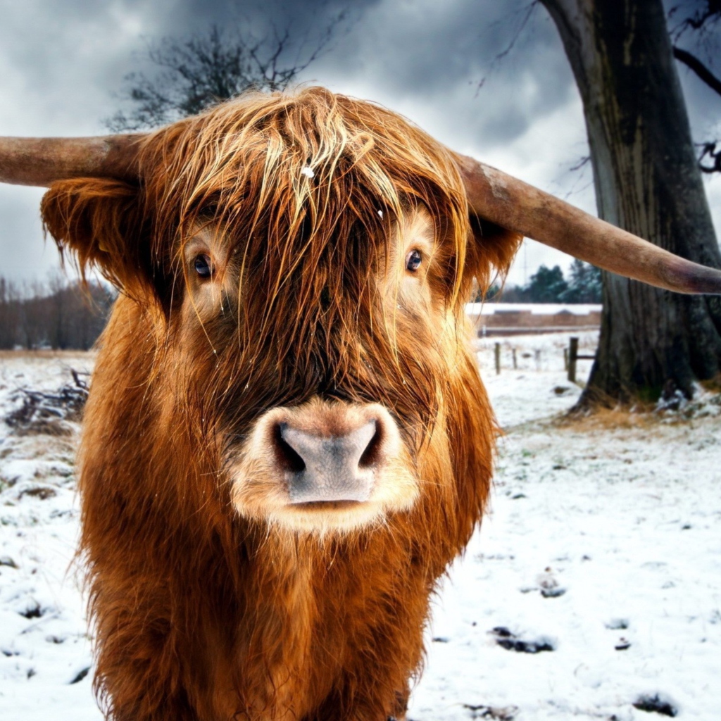 Sfondi Highland Cow 1024x1024