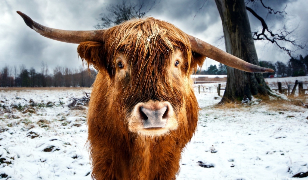 Sfondi Highland Cow 1024x600