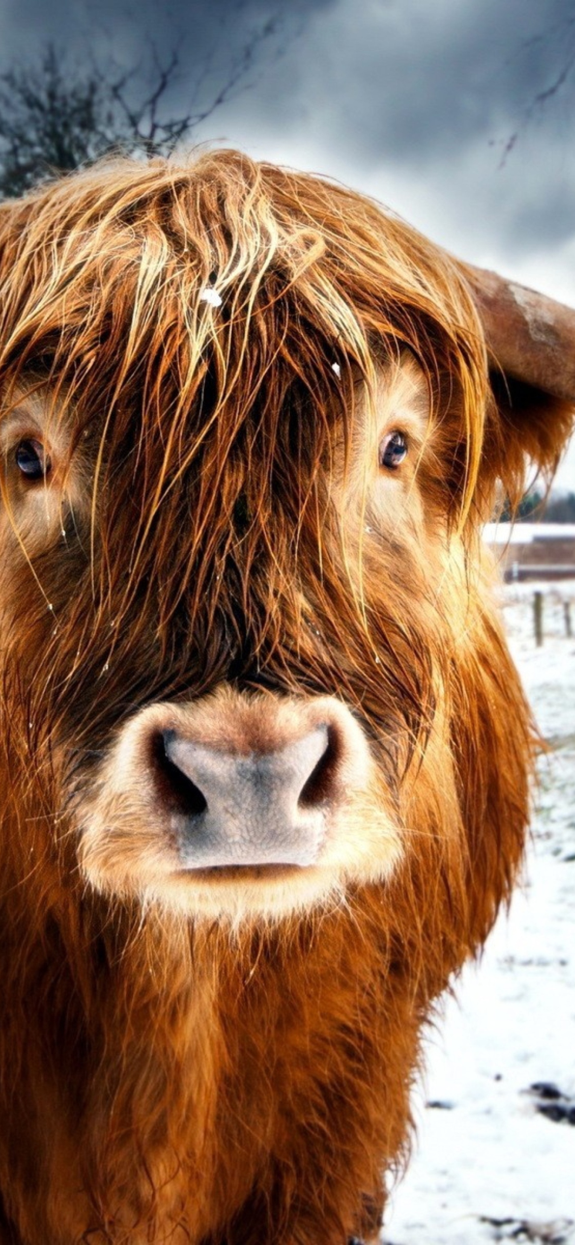 Highland Cow Wallpaper for iPhone 11
