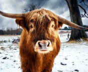 Das Highland Cow Wallpaper 176x144