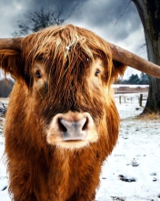Sfondi Highland Cow 176x220