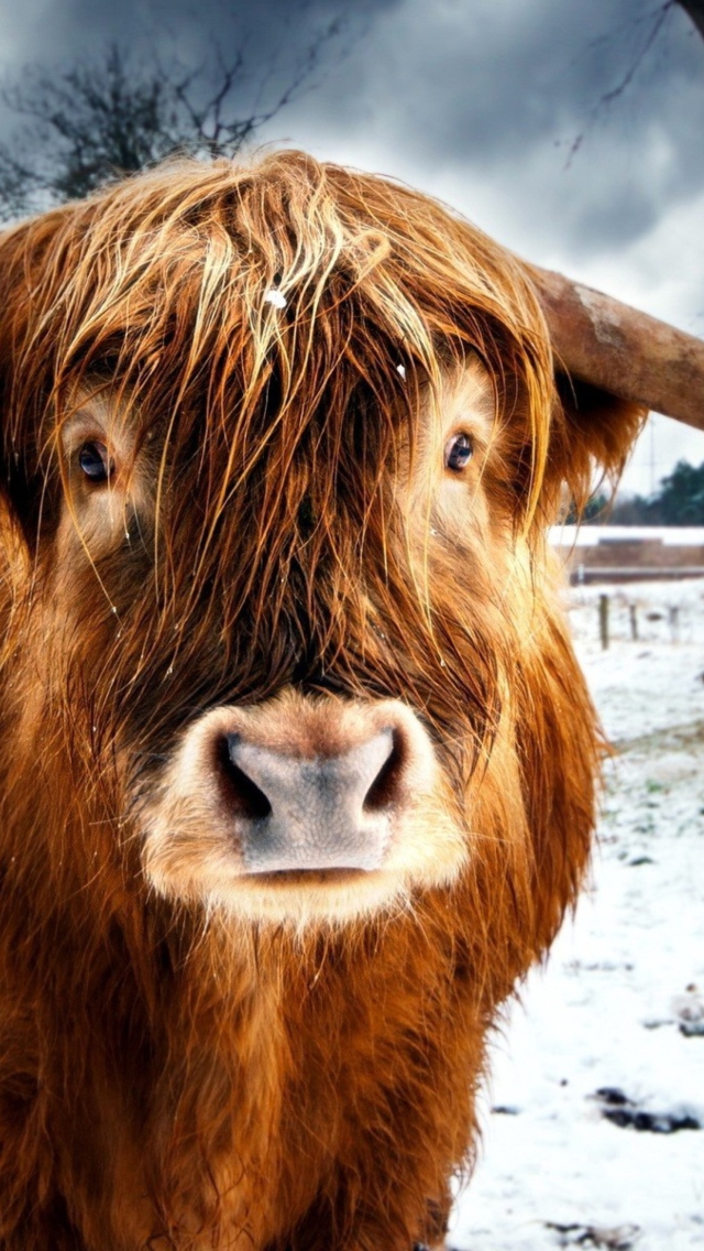 Highland Cow wallpaper 640x1136