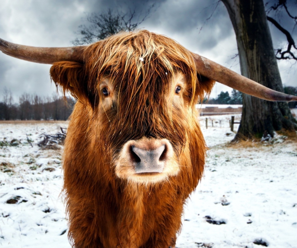 Das Highland Cow Wallpaper 960x800