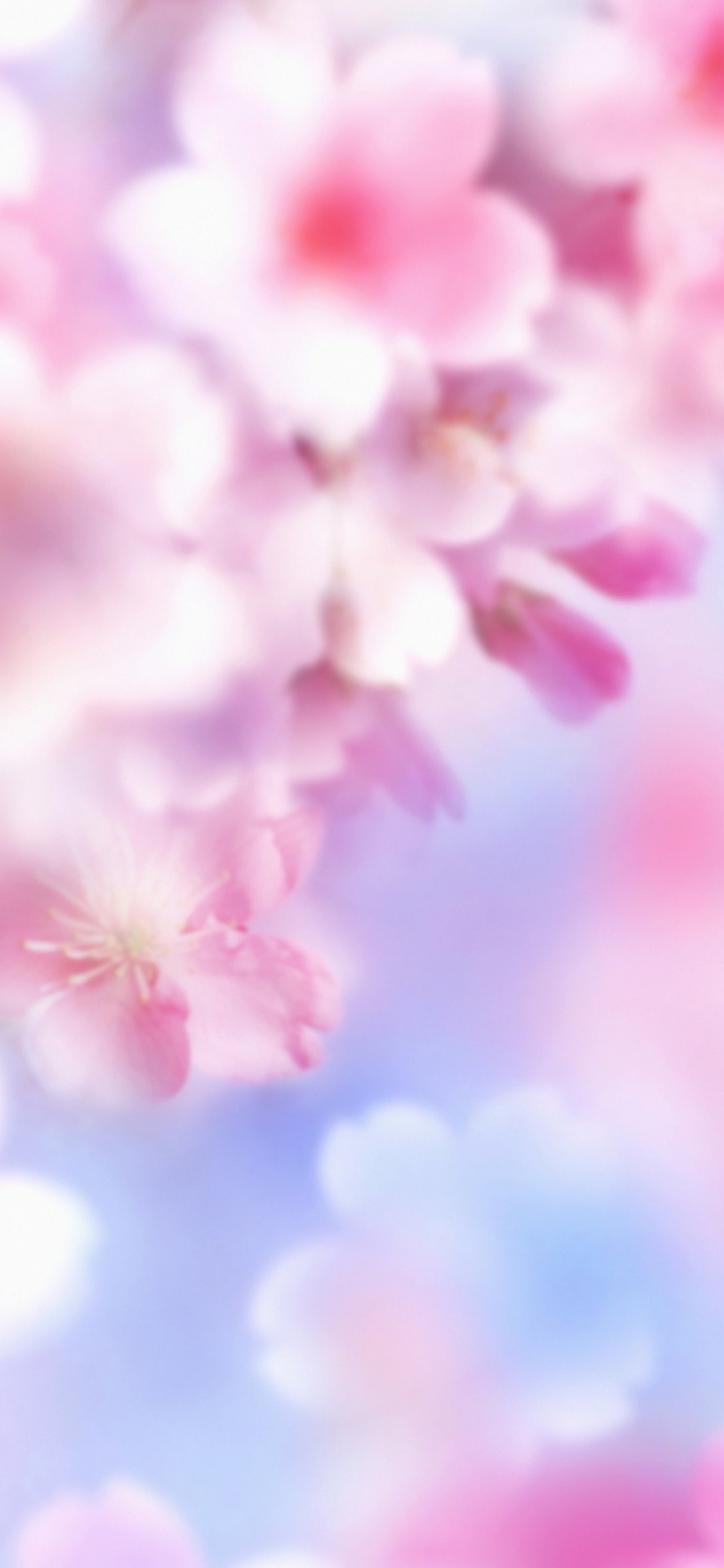 Das Pink Blossoms Wallpaper 1170x2532
