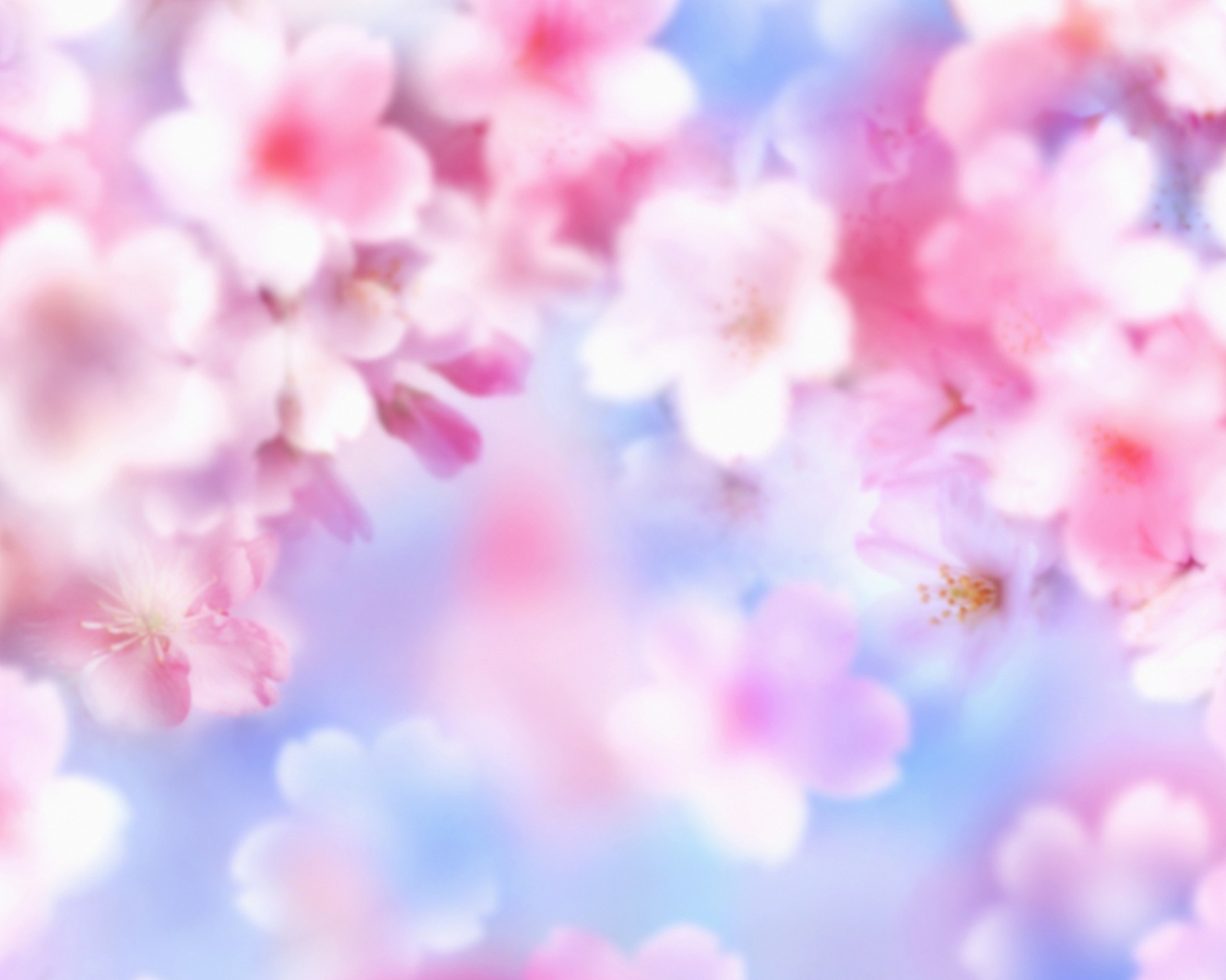 Обои Pink Blossoms 1600x1280