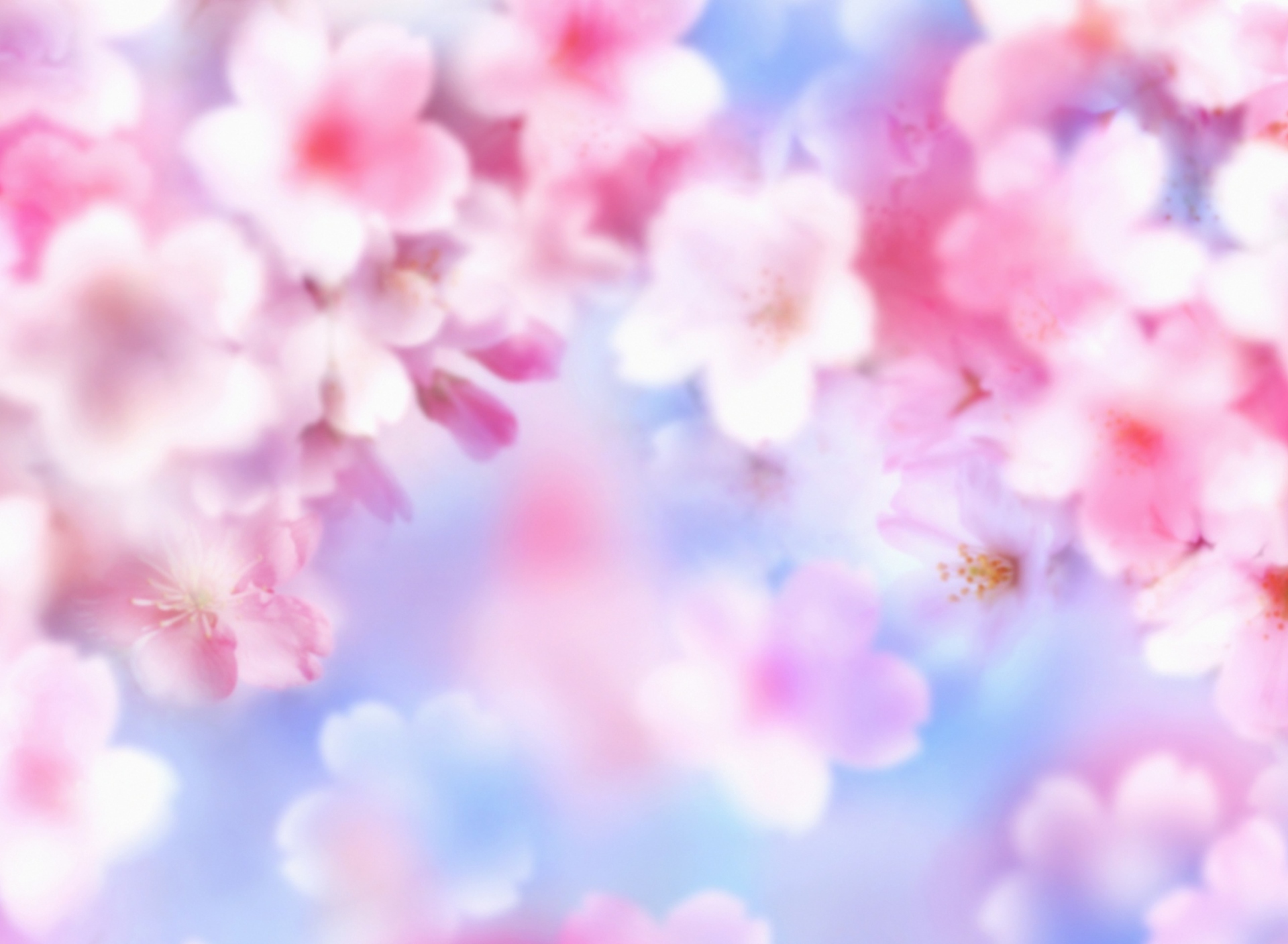 Pink Blossoms wallpaper 1920x1408