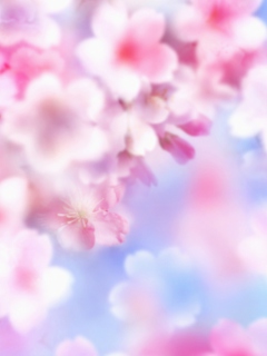 Das Pink Blossoms Wallpaper 240x320