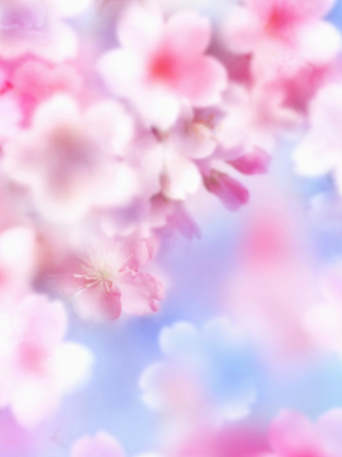 Das Pink Blossoms Wallpaper 480x640