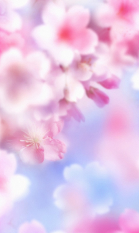Das Pink Blossoms Wallpaper 480x800