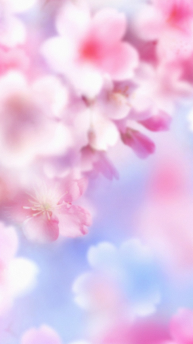 Sfondi Pink Blossoms 640x1136