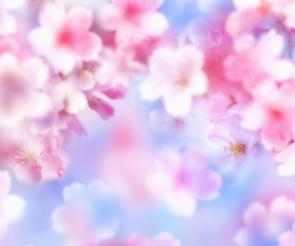 Das Pink Blossoms Wallpaper 960x800