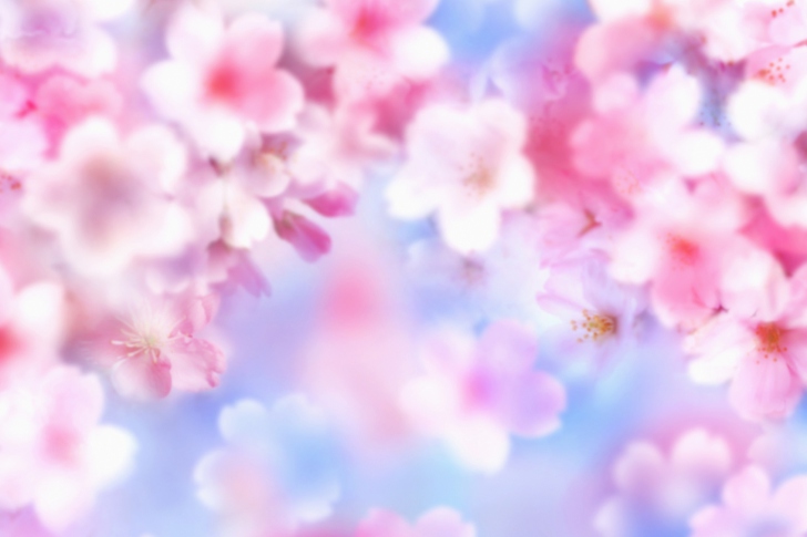 Screenshot №1 pro téma Pink Blossoms