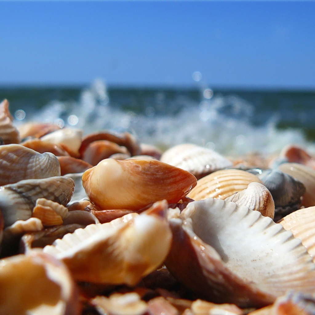 Fondo de pantalla Seashells On Beach 1024x1024