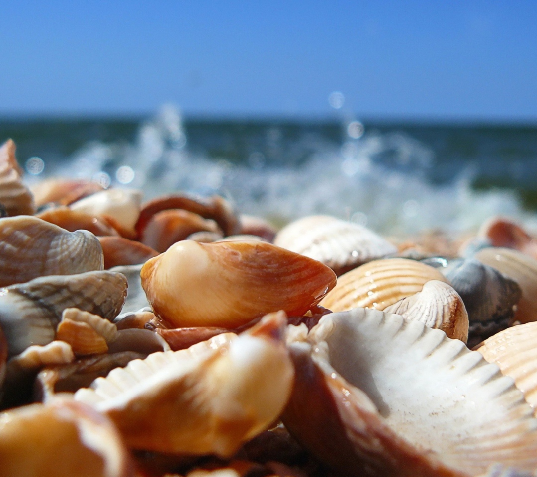 Seashells On Beach wallpaper 1080x960